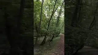 Walking in the beautiful Noor forest in the north of Iran. #forest #exercise #hiking #forestsounds