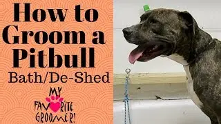 How to bathe a Pitbull that hates water