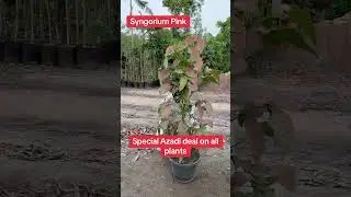 Num:0322-4629294 #garden #1millionviews #unfrezzmyaccount #trending #8millionviews #indoorplants