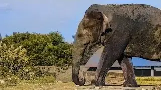 Protecting Wildlife: Authorities Replace Garbage with Natural Food Asian Elephant Soul