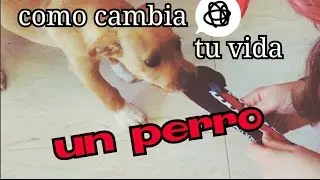 Como cambia tu vida al tener un perro | Losdoscontamos