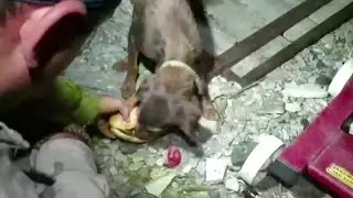 Turkish soldiers rescue dogs stranded by wildfires