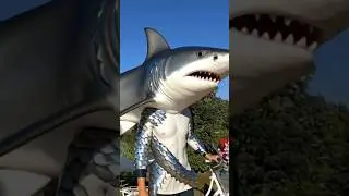 shark shadows