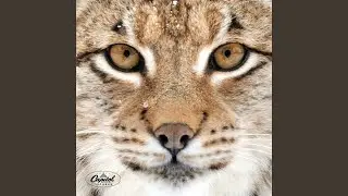 Ilves