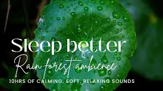 Sleep Better w/ Rainforest and Bird Chirping Sounds | Sleep Hygiene | Relaxing Dreams
