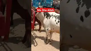 #bachra #bullmandi #bigbull #mandi
