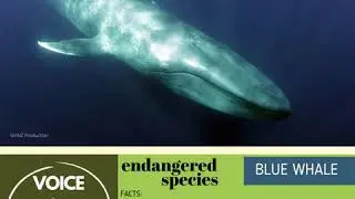WORLD ANIMAL DAY: VOICE FOR ANIMALS ON THE EDGE