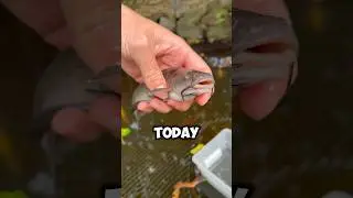 Выпускаем домашних сомиков в гигантский пруд!