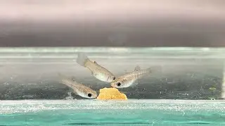 Lendler fry - Limia Tridens x Endler guppy hybrid