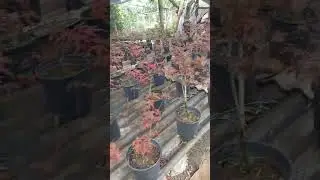 #redmaple #taman  #tanamanhias  #tanaman  #plants  wa.082210975044