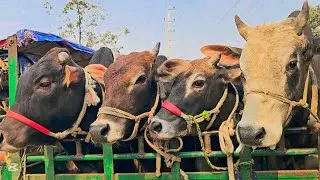 Cow unloading, cow videos, big cow video, biggest cow video, Bangladeshi cow video, EP-91