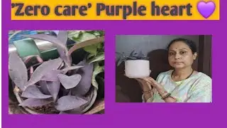 Want to make your ' low light ' balcony colorful! Grow purple heart 💜/Tradescantia pallida