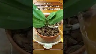 Perawatan Anggrek Dengan Menggunakan Air Bawang #orchid #bunga #tanamahias #flowers #tanamanhias