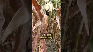 Corn Stalk Integrity: Quick Field Test
