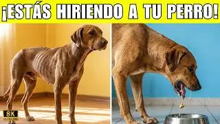 9 Errores Al Alimentar a Los Perros Que Ponen En Peligro a Tu Perro 🚫🐶