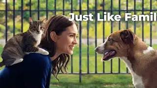 Are Senior Cats Better Than Kittens?