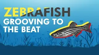 DJ finds baby Zebrafish 'grooving' to MC Hammer hit song | DJ BeXta | WION
