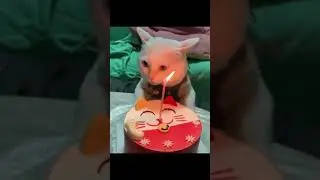 Meow Meow Birthday.. Epic Song - My Cat Joey&rsquo;s Birthday Celebration