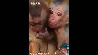 #two #baby #monkey talking to each #other?