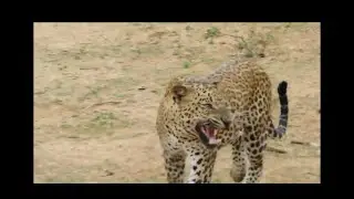 Leopard Attack || Lucas || Yala National Park