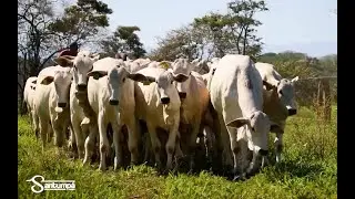 Uso del Nelore en ganado comercial