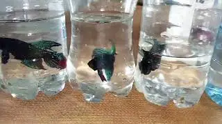 OTRO ENVÍO PARA SAN CRISTÓBAL 15 BETTAS GABRIEL SIEMPRE ACTIVO CON LA BENDICIÓN DE DIOS,🙏♥️👀