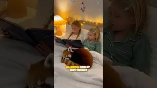 This mother red panda gave me her baby #viral #wildlife #animalrescue #foryou