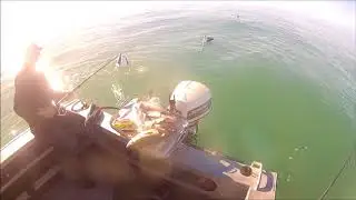 Blue cod fishing south island New Zealand
