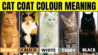 What Your Cat's Coat Color Reveals About Their Personality and Health