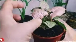 BİMDEN 25TL'YE ALDIĞIM PEMBE SİNGONYUM BİTKİNİN SAKSI DEGIŞIMI TOPRAĞI,BAKIMI,SULAMASI HAK BİLGİLER