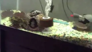 F1 Blue neon undu peacock cichlids