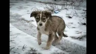 little dog tracks