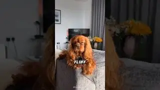 Why are CAVALIER king charles so expensive? 🐶🫰#cavaliers #cavalierkingcharles #dog #doglover