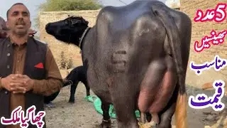 ملک محمدنواز613گ ب {03عددبھینسیں 21جنوری } Top Class Pure Neli Ravi Buffalo for Sale on  EitfaaqTv  