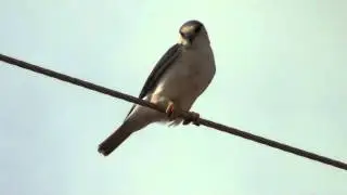 Pearl Kite - Gampsonyx swainsonii (Vigors, 1825)