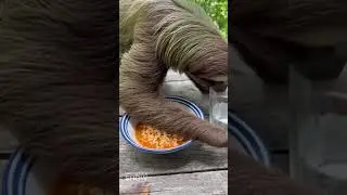Sloth tries spicy ramen for the first time #sloth #memes #funny #ai #trending #sora #ramen