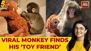 Viral Monkey Video: Abandoned Baby Macaque Cuddles Stuffed Toy At Japan Zoo, Story Melts Hearts