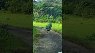 Koyna Wildlife Sanctuary | Peacock #2024 #koyna #touristattractions #touristplaces #tourism