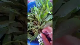 Have you tried Cassava leaves before? #stepbysteptutorial         Music: Love TripMusician: jiglr
