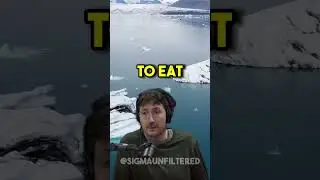 Why You Should NEVER EAT Wolf Meat | JRE featuring Glenn Villeneuve