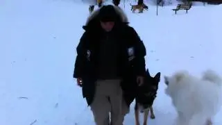 Advanced Dog Training Tips : Using The K9 Dojo Inc Technique: