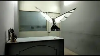 roboticbird #ornithopter #flyingbird #rcplanes #rctoys #flyingobjects #rcplane #radiocontrol