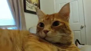 Chester Cheese Cat