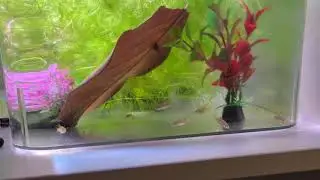 Celestial Pearl Danio/ Galaxy Rasbora in quarantine after 1.5 Week