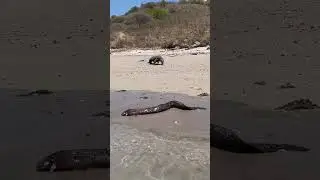 a Komodo approaches a large stranded moray eel