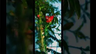 Nature Cinematic video #mobile #cinematography #mobilephotography #mobilecinematography