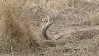 Viboras de cascabel
