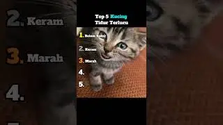 Top 5 Kucing Tidur Terlucu