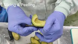 Lat Sat Frozen Avocado Processing 
