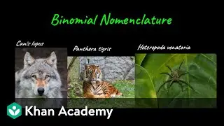 Binomial Nomenclature | The Living World | Class XI | biology | Khan Academy